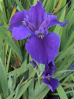 Louisiana Iris - Bayou Bluebird